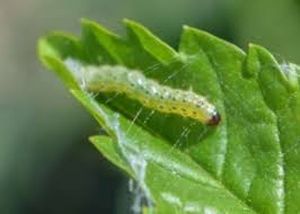 uploads/images/pest/jasmine leaf roller.jpg